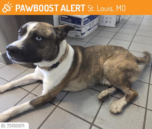 Found/Stray Male Dog last seen Near North Market Street, St. Louis, MO 63106