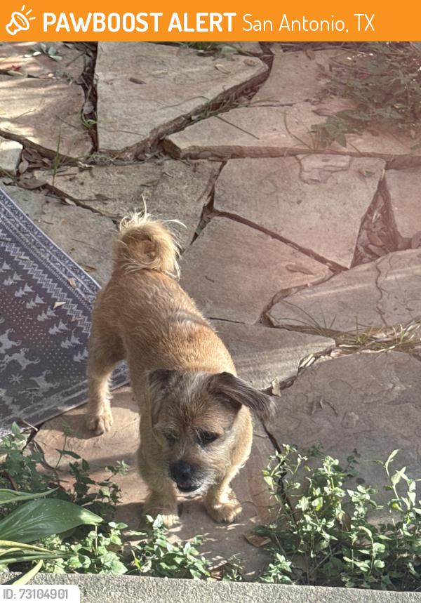 Found/Stray Male Dog last seen Heath and Coral Springs, San Antonio, TX 78250