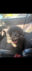 Reunited Female Dog last seen Port Richey, FL, USA, Port Richey, FL 34653