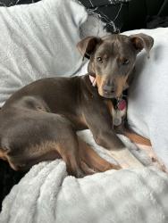 Reunited Female Dog last seen Snelling ave and Marshall ave, Saint Paul, MN 55104