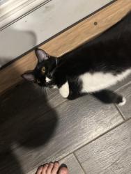 Lost Female Cat last seen Off of Overview Dr., Fredericksburg, VA 22408