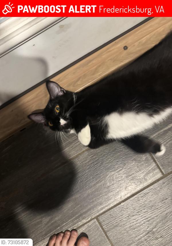 Lost Female Cat last seen Off of Overview Dr., Fredericksburg, VA 22408