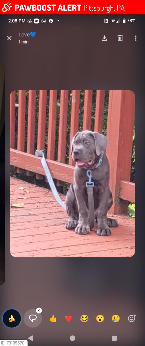 Lost Male Dog last seen Near giant eagle, Pittsburgh, PA 15235