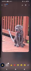 Lost Male Dog last seen Near giant eagle, Pittsburgh, PA 15235