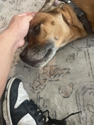 Reunited Female Dog last seen East End market on Corrine , Winter Park, FL 32789