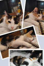 Reunited Female Cat last seen Tornell and Olive, Turlock, CA 95382