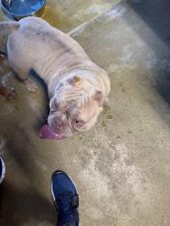 Reunited Female Dog last seen Lake stone trail and boulder canyon, Fort Worth, TX 76123