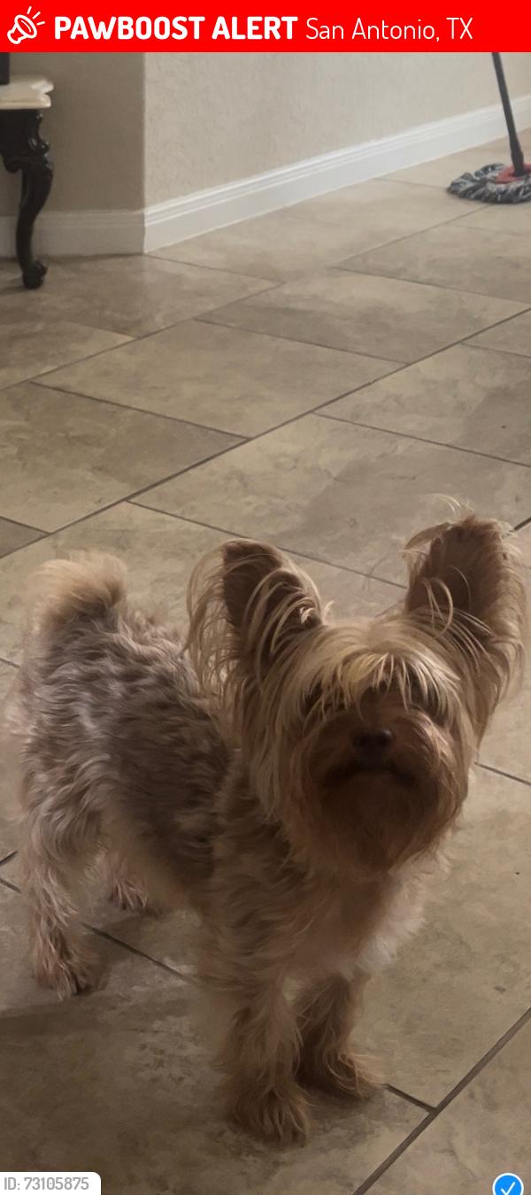Lost Male Dog last seen Hibiscus and polo downs, San Antonio, TX 78218