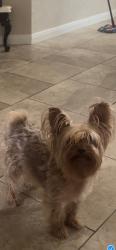 Lost Male Dog last seen Hibiscus and polo downs, San Antonio, TX 78218