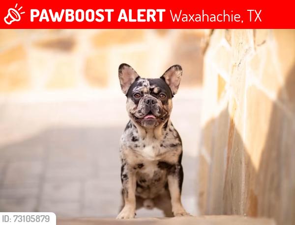 Lost Male Dog last seen Corner of Lone Elm, Waxahachie, TX 75167