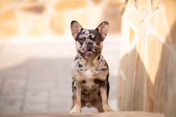 Lost Male Dog last seen Corner of Lone Elm, Waxahachie, TX 75167