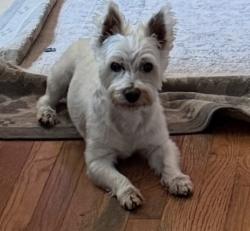 Lost Male Dog last seen Willow and Cherry, Mokena, IL 60448