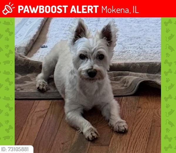 Lost Male Dog last seen Willow and Cherry, Mokena, IL 60448