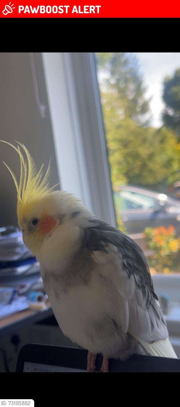 Lost Male Bird last seen Upper Hollis, Buckinghamshire, England HP16 9HP