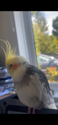 Lost Male Bird last seen Upper Hollis, Buckinghamshire, England HP16 9HP