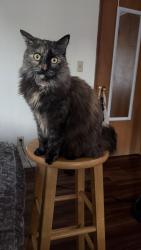 Reunited Female Cat last seen Near 37th ave s, Tukwila WA 98168, Tukwila, WA 98168