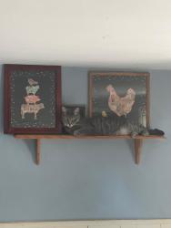 Lost Male Cat last seen East main street, Walnut Bottom, PA 17266