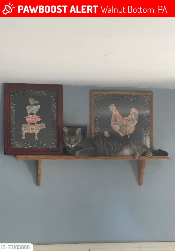 Lost Male Cat last seen East main street, Walnut Bottom, PA 17266