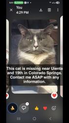 Reunited Male Cat last seen ARC 711, Colorado Springs, CO 80904