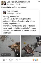 Reunited Unknown Dog last seen Spring lake ct, Jacksonville, FL 32254
