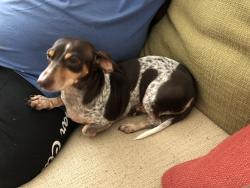 Lost Female Dog last seen SW 296 Street and 148 Court, Homestead, FL 33033