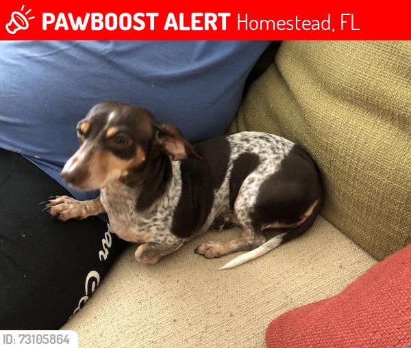 Lost Female Dog last seen SW 296 Street and 148 Court, Homestead, FL 33033