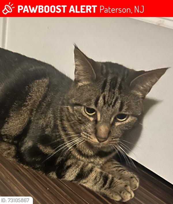 Lost Male Cat last seen Near corner of Grove Street and Granite Ave, Paterson, NJ 07502