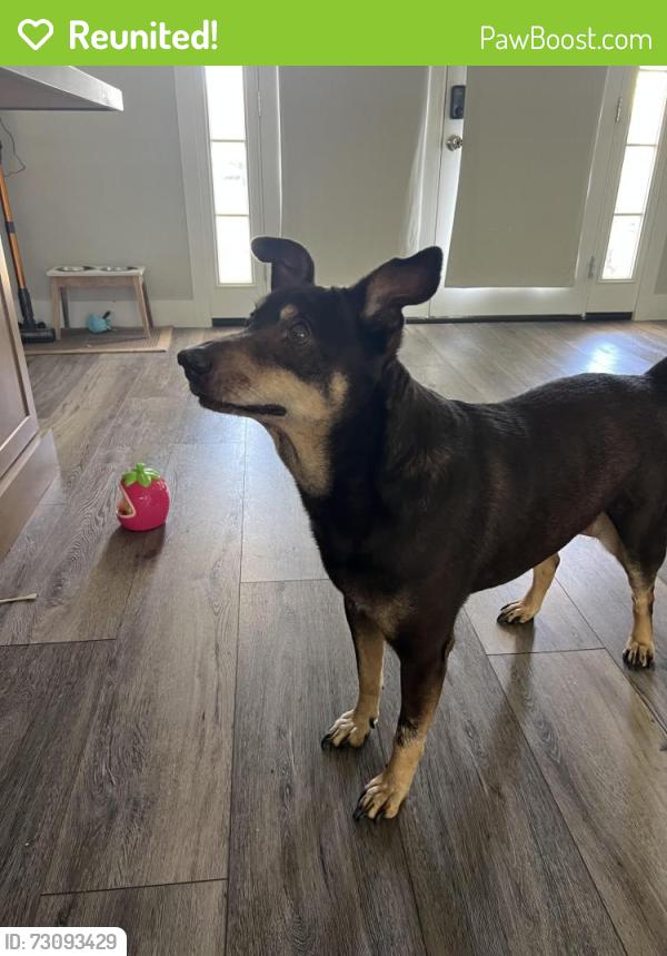 Reunited Male Dog last seen Arville and Ford, Las Vegas, NV 89139