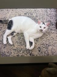 Lost Male Cat last seen Haverford Ct and Barrington Drive in Hall Park, Norman, OK 73071