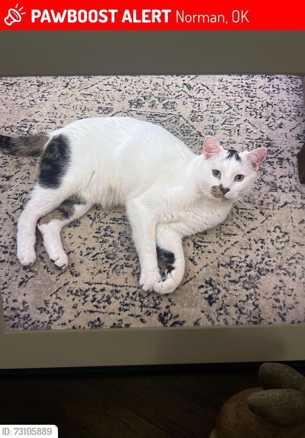 Lost Male Cat last seen Haverford Ct and Barrington Drive in Hall Park, Norman, OK 73071