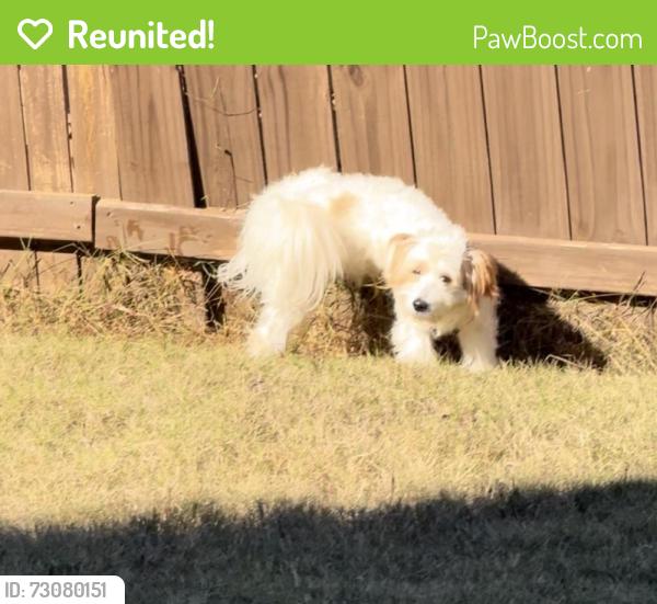 Reunited Male Dog last seen Cedars rd, Gwinnett County, GA 30043