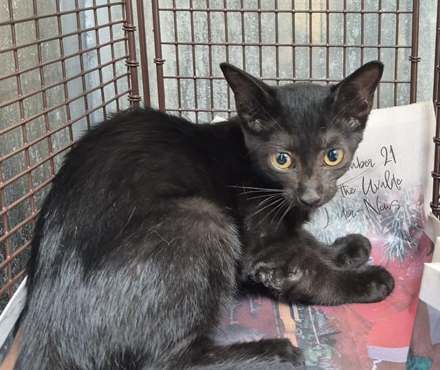 Shelter Stray Female Cat last seen APPLEGATE DR, 4710 TX-151, San Antonio, TX 78227, USA