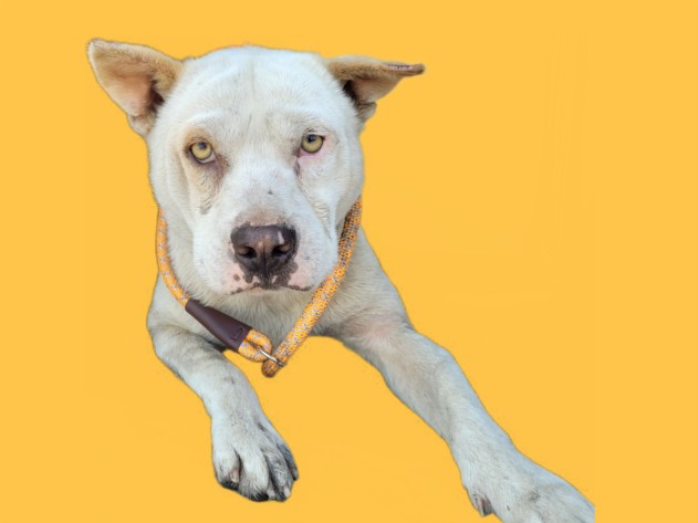 Shelter Stray Male Dog last seen , 3201 Lacy St, Los Angeles, CA 90031, USA