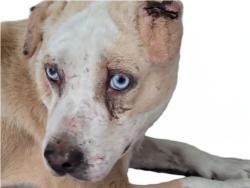 Shelter Stray Female Dog last seen , 3201 Lacy St, Los Angeles, CA 90031, USA