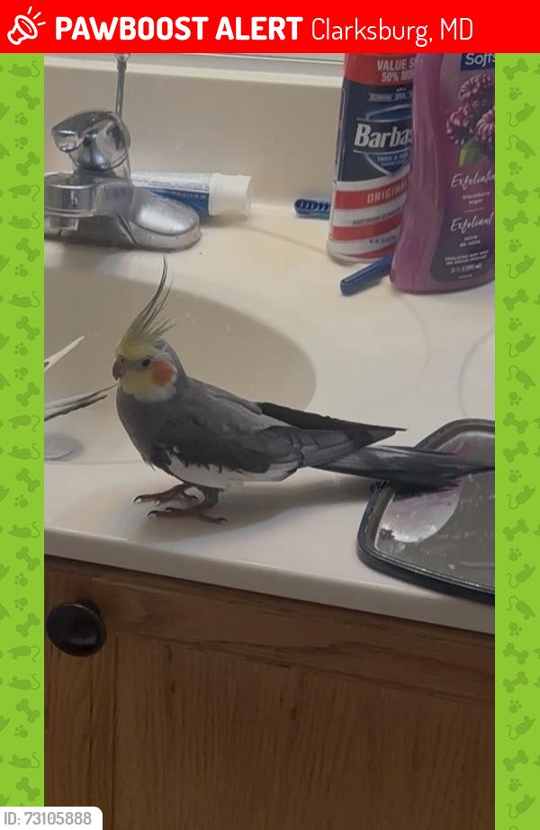 Lost Male Bird last seen Lewisdale Rd & Aiken Dr, Clarksburg, MD 20871