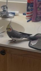 Lost Male Bird last seen Lewisdale Rd & Aiken Dr, Clarksburg, MD 20871