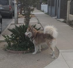 Found/Stray Unknown Dog last seen Polk, San Diego, CA 92105