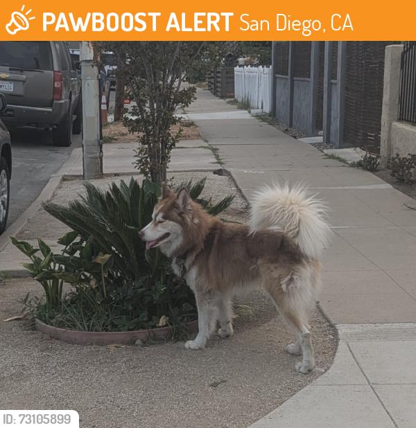 Found/Stray Unknown Dog last seen Polk, San Diego, CA 92105