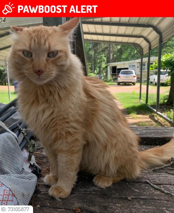 Lost Male Cat last seen Winterwood Circle, Henderson County, TX 75758