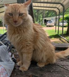 Lost Male Cat last seen Winterwood Circle, Henderson County, TX 75758