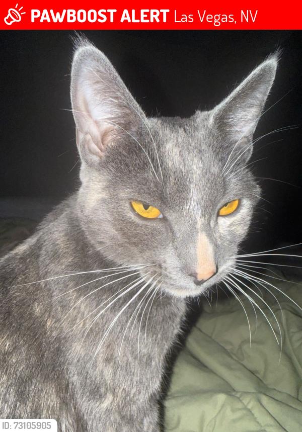 Lost Female Cat last seen Buffalo, Lakemead, Las Vegas, NV 89128