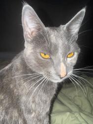 Lost Female Cat last seen Buffalo, Lakemead, Las Vegas, NV 89128