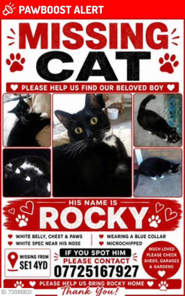 Lost Male Cat last seen Se1 4yd, Greater London, England SE1 4YD
