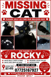 Lost Male Cat last seen Se1 4yd, Greater London, England SE1 4YD