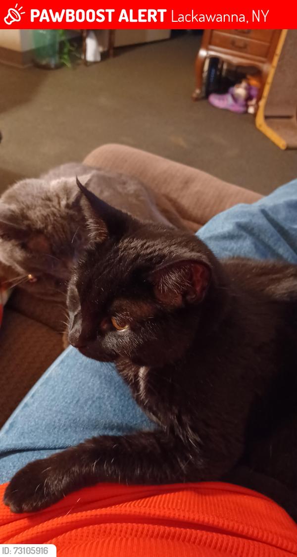Lost Female Cat last seen Railroad tracks , Lackawanna, NY 14218