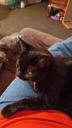 Lost Female Cat last seen Railroad tracks , Lackawanna, NY 14218