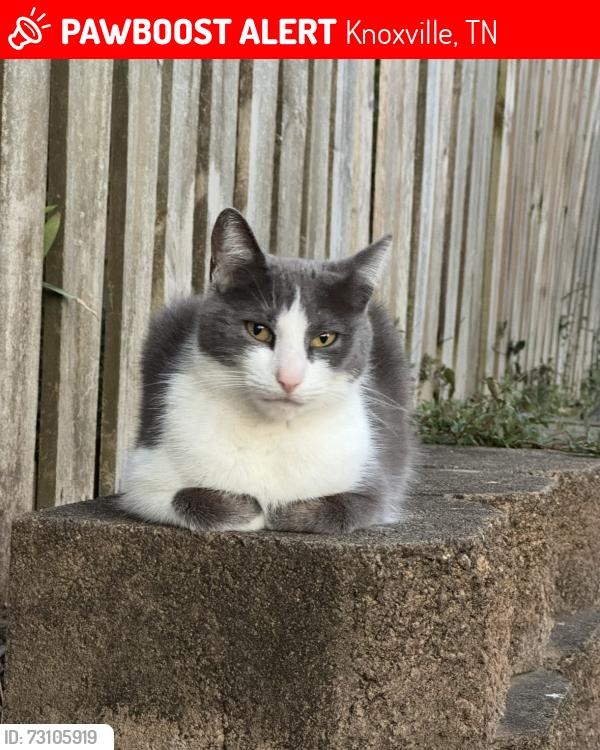 Lost Female Cat last seen Kingston Pike, Knoxville, TN 37923