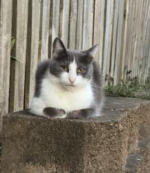 Lost Female Cat last seen Kingston Pike, Knoxville, TN 37923