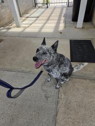 Found/Stray Male Dog last seen Eggleston Rd and CR 919, Johnson County, Crowley, TX 76036
