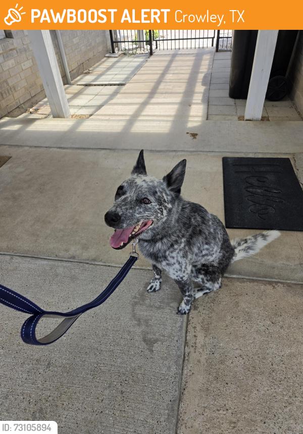 Found/Stray Male Dog last seen Eggleston Rd and CR 919, Johnson County, Crowley, TX 76036